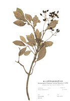 藏品(著生珊瑚樹)的圖片